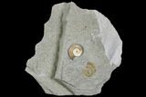 Two Fossil Ammonites (Promicroceras) - Lyme Regis #110693-1